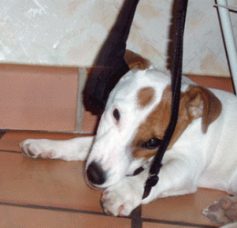 P1020585.gif