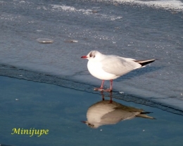 Pigeon3.jpg