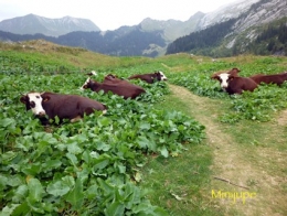la clusaz,bombardellaz,montagne,refuge,paccaly