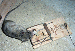 Souris.gif