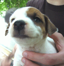 Jack2.gif