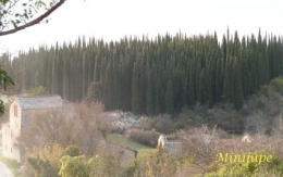 toscane,cyprès,sienne,le crète,campagne,nature,arbre