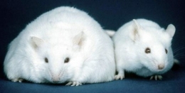 Souris.jpg