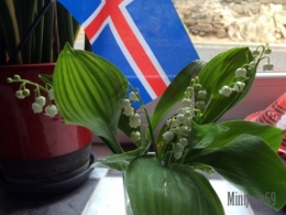 muguet