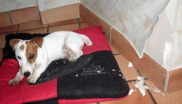 P1020564.gif