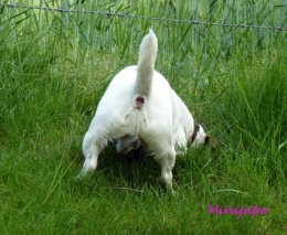 dalton,cul,porte-clés,utile,jack russell