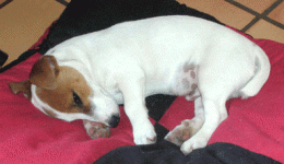P1020566.gif