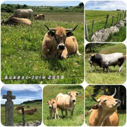 aubrac,aveyron,cantal,lozere