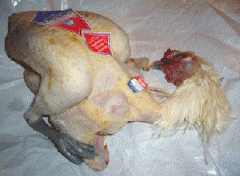 PouletBr.gif