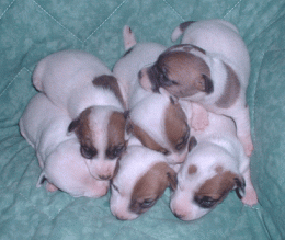 Jack-bébés.gif