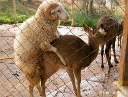 Biche+.jpg