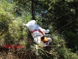 footing,course à pied,rando,balade,nature,monts du lyonnais,dalton