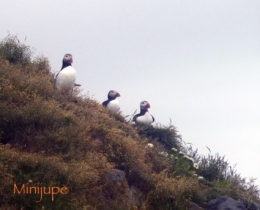 islande,dyrholaey,vik,macareux