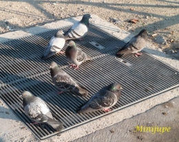 Pigeon1.jpg