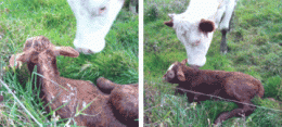 3e199e2f021af9f6209bd93d6744bbb9.gif