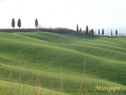 toscane,cyprès,sienne,le crète,campagne,nature,arbre