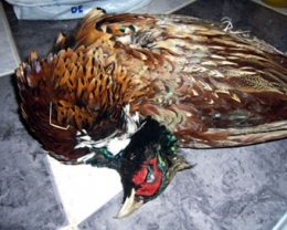 Faisan1.jpg