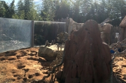 zoo,beauval,panda
