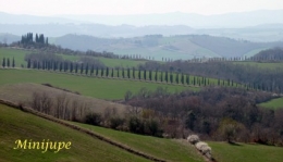 toscane,cyprès,sienne,le crète,campagne,nature,arbre