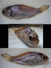 Poisson.gif