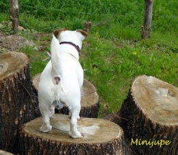 dalton,cul,porte-clés,utile,jack russell