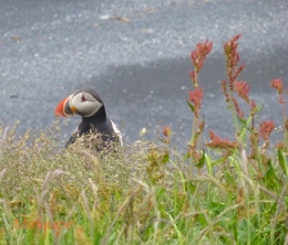 islande,dyrholaey,vik,macareux