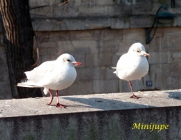 Pigeon2.jpg