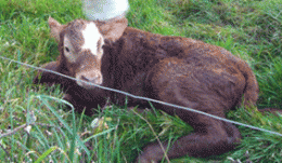 a1ea66e12578c6aa98fb4cdff197877f.gif