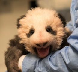myz,zoo,beauval,panda,huan huan
