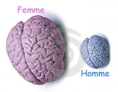 Cerveau.jpg