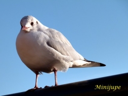 Pigeon4.jpg