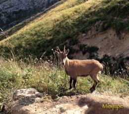 lac de peyre,col de la colombière,haute-savoie,chamois,rando,dénivelé