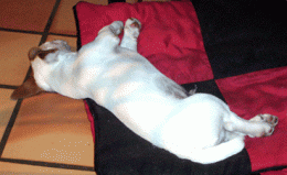 P1020570.gif