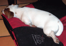 P1020569.gif