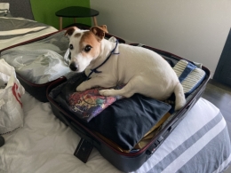 dalton,jack russell