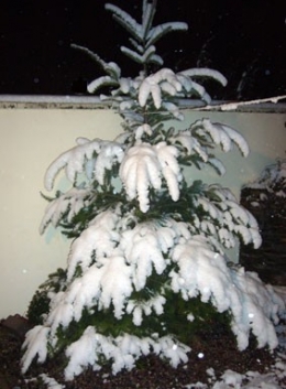 Sapin.jpg