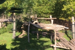 zoo,beauval,panda