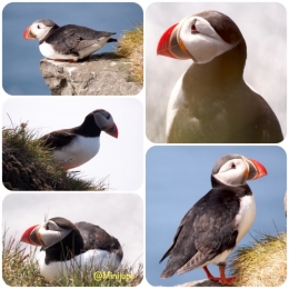 islande,westfjords,macareux,puffin,latrabjarg