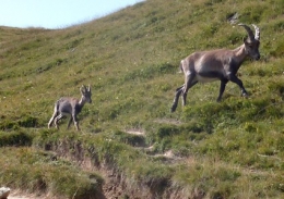lac de peyre,col de la colombière,haute-savoie,chamois,rando,dénivelé