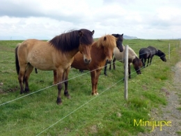 islande,gullfoss,geysir,pingvellir