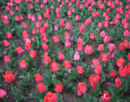 775201472.gif