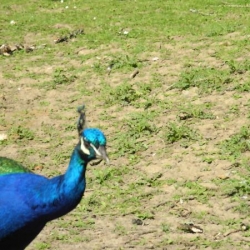 Autour de Rambouillet