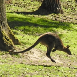 Wallaby