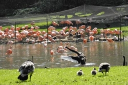 Flammands roses