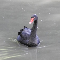Cygne noir