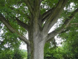 Chêne remarquable