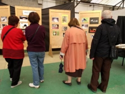 Thème : chiens et chats