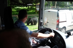 Ours, bisons et loups