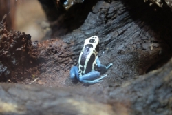 La maison des "petites bêtes"