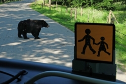 Ours, bisons et loups